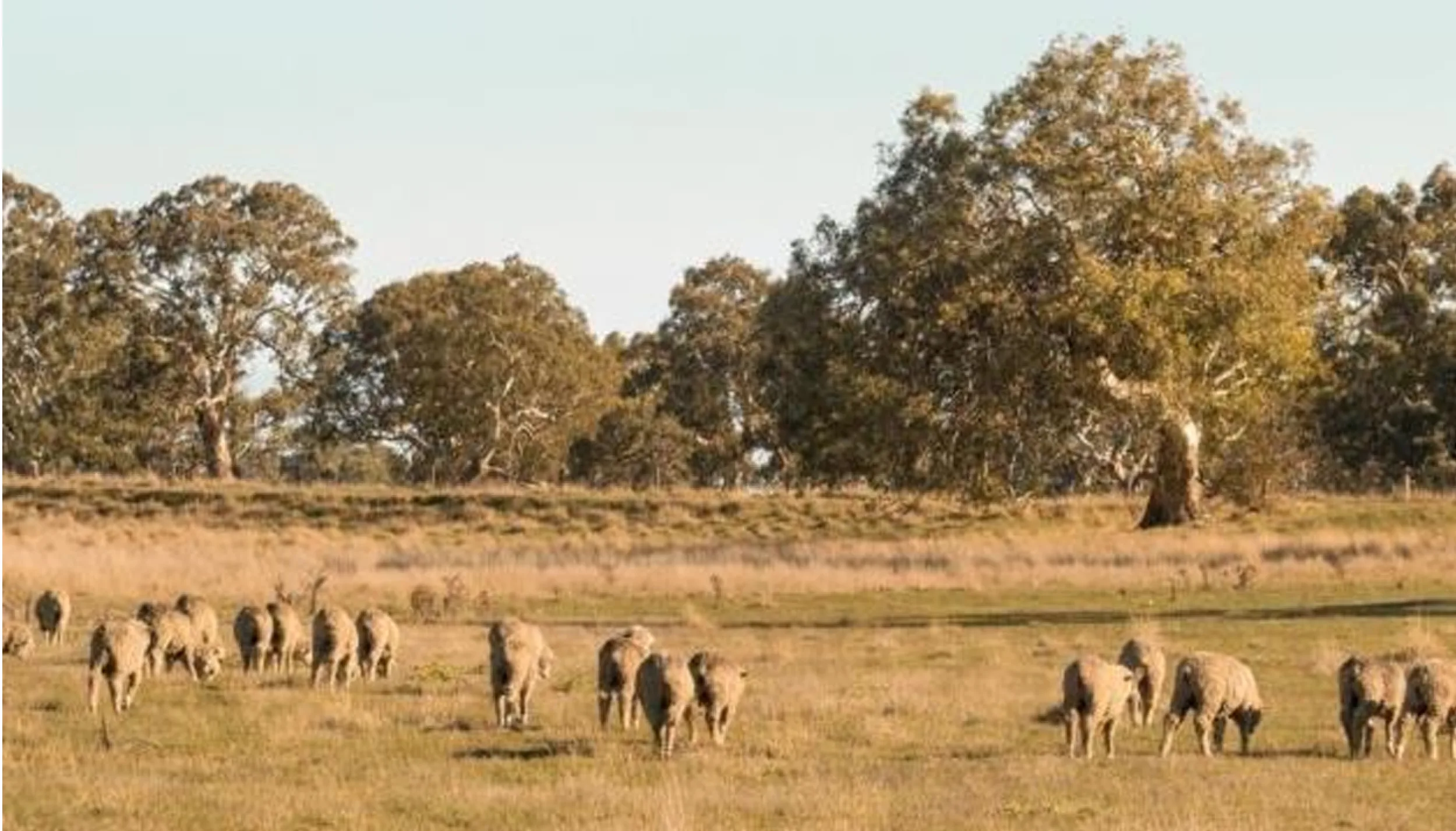 Russel Farm