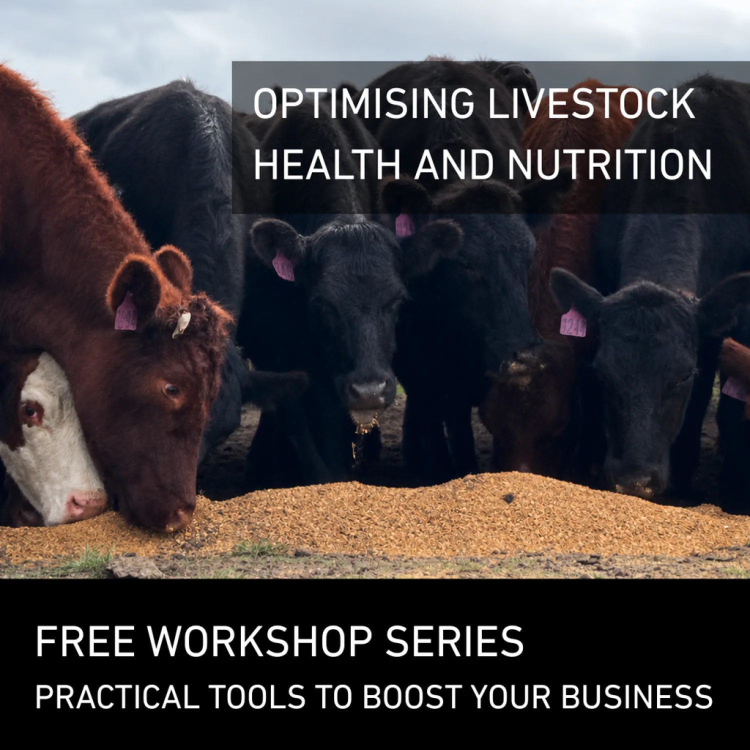 O Ptimising Livestock
