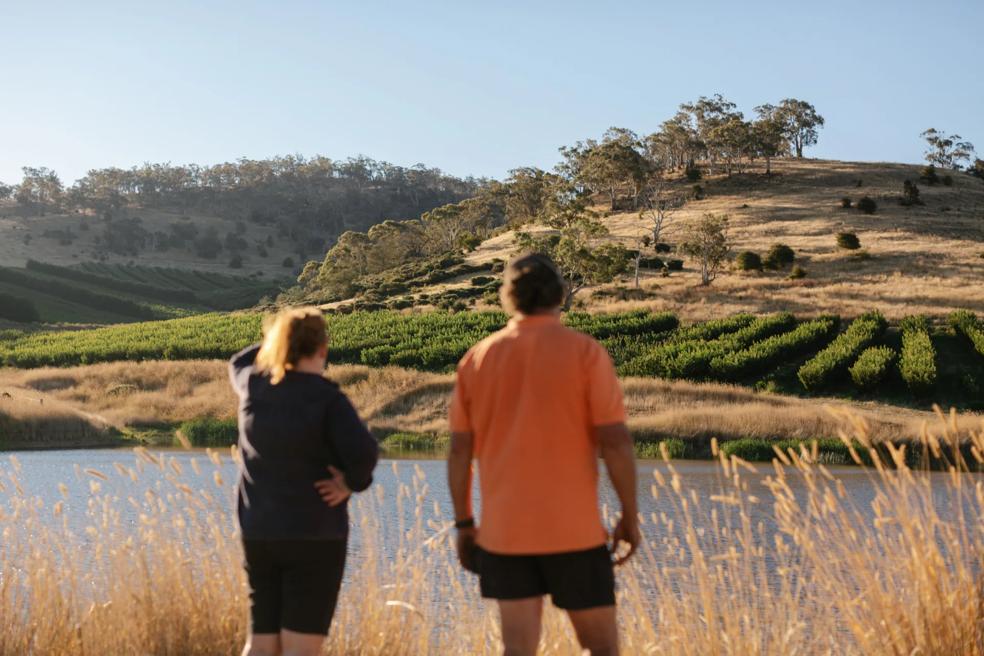 279603 cherry farm use for sponsorship farmer round