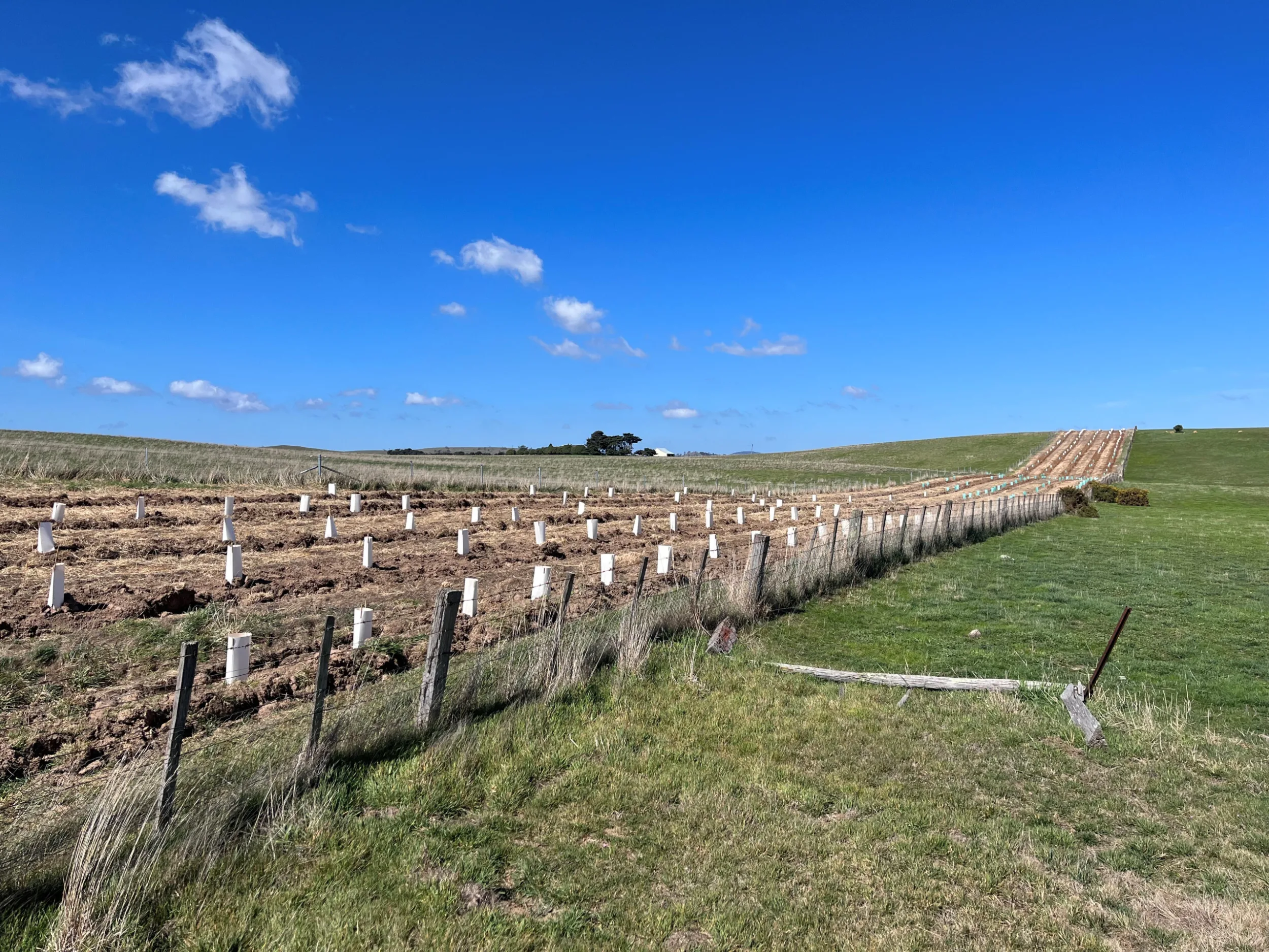 Shelterbelt TLC project Midlands needs credit to Pierre Defourny