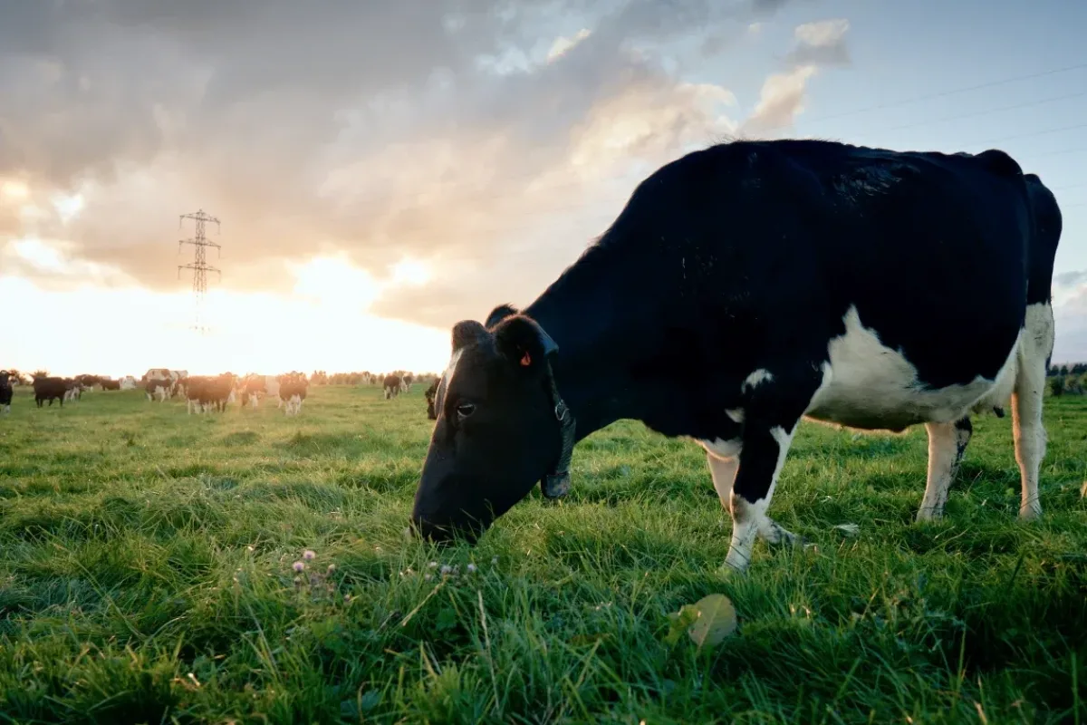 Cow with Halter Collar