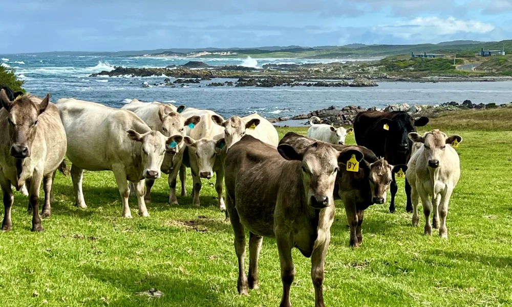 Cattle KI