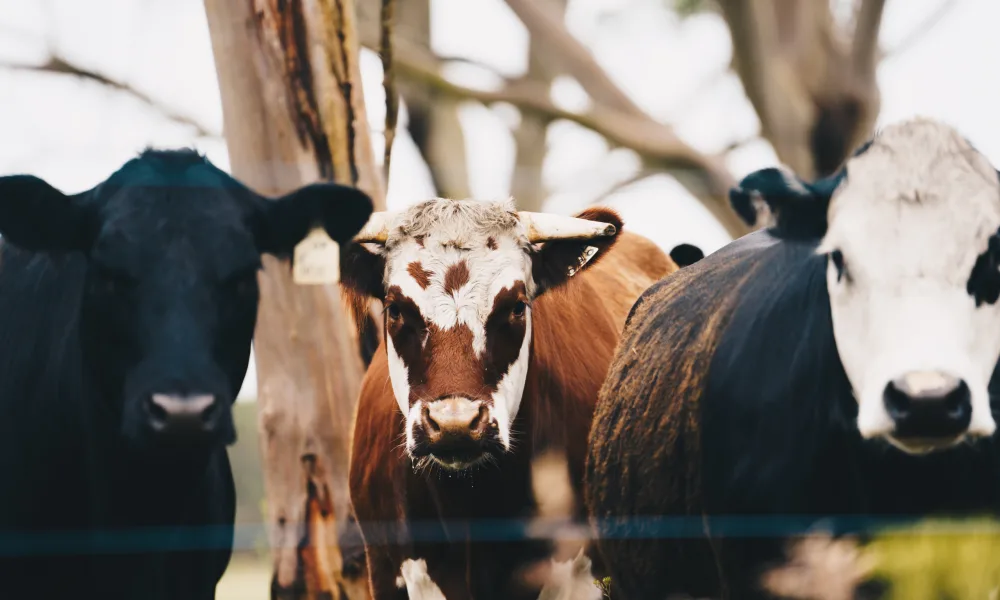 THUB King Island24 39