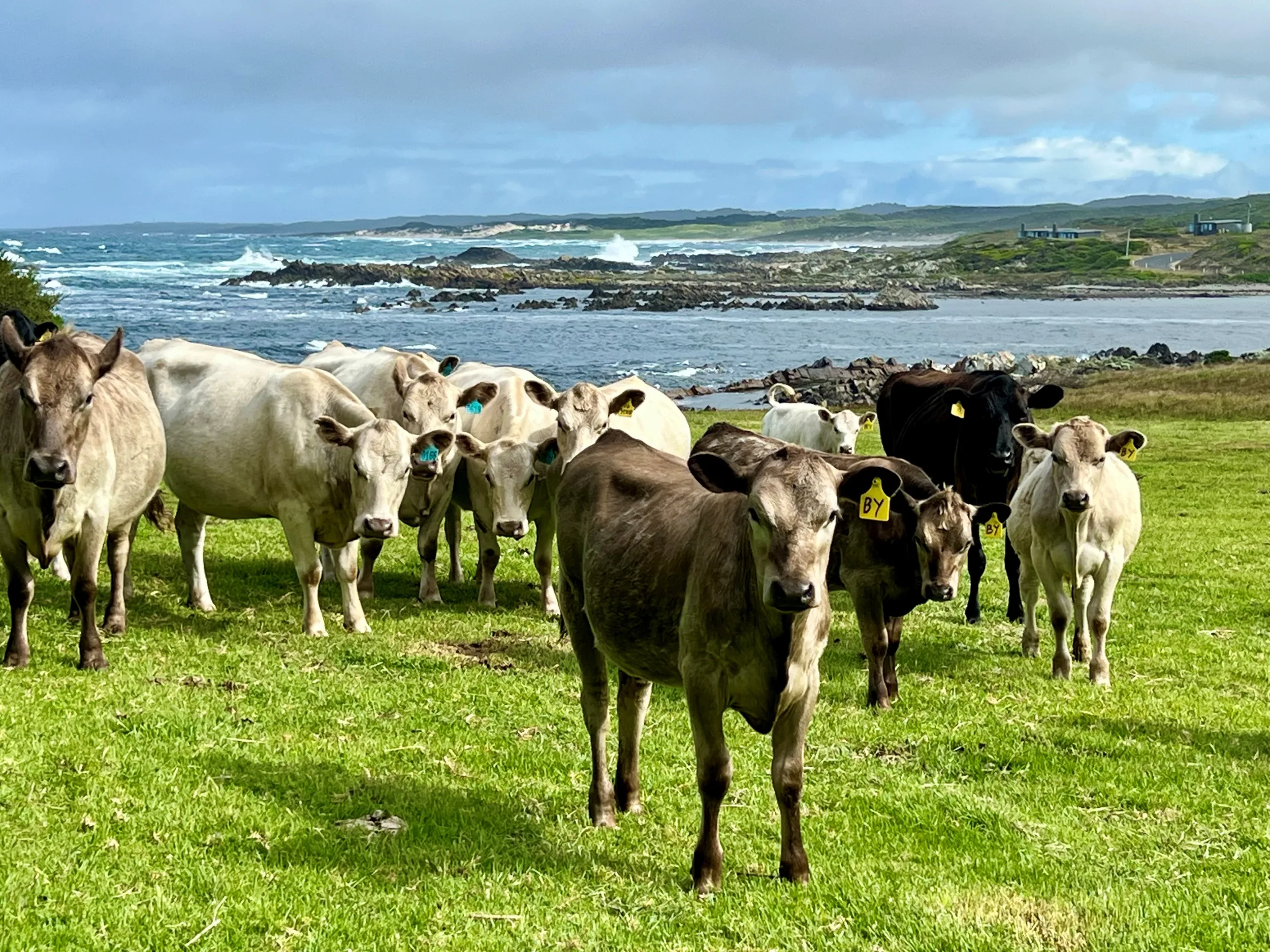 Cattle KI