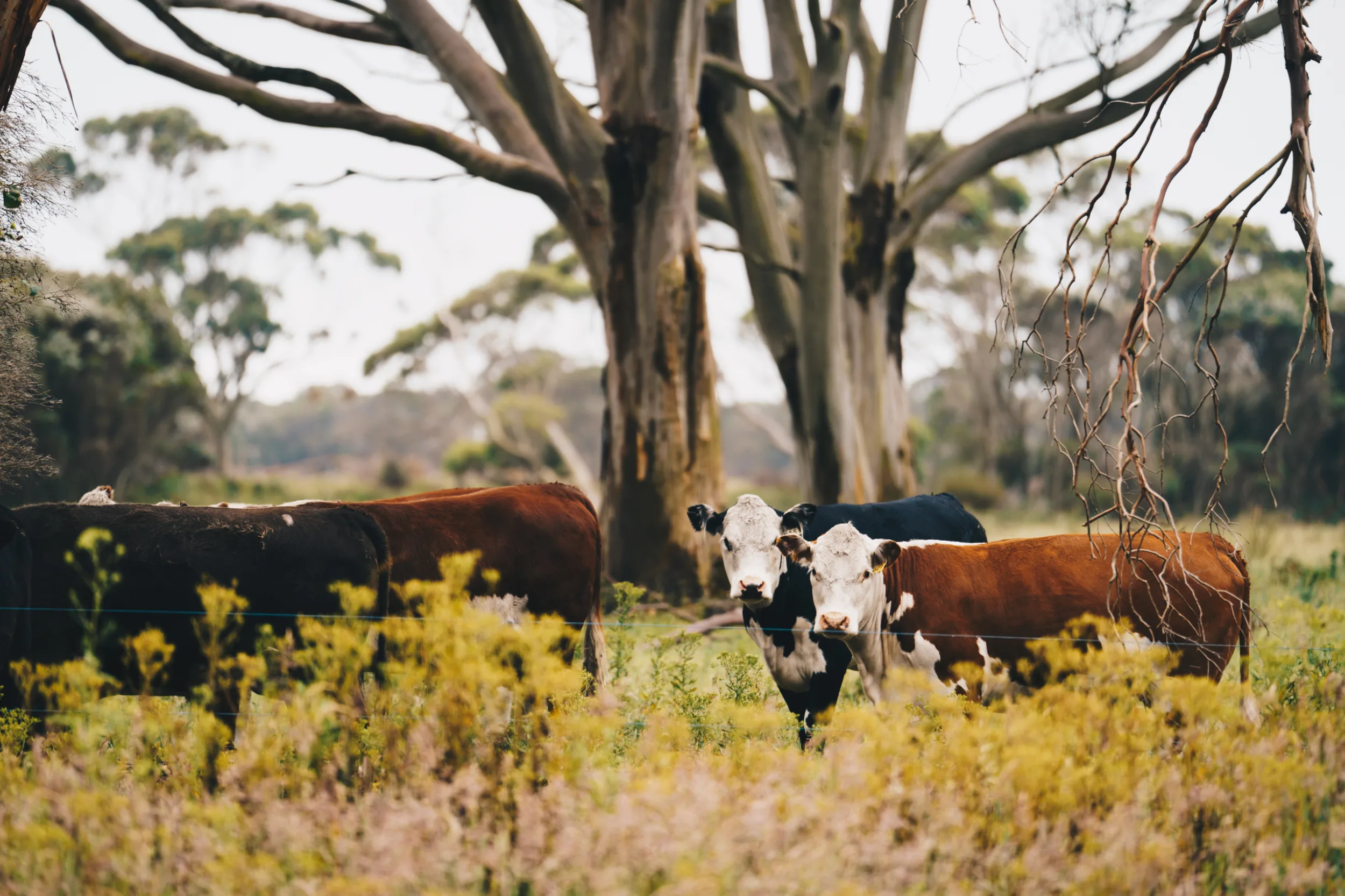 THUB King Island24 37