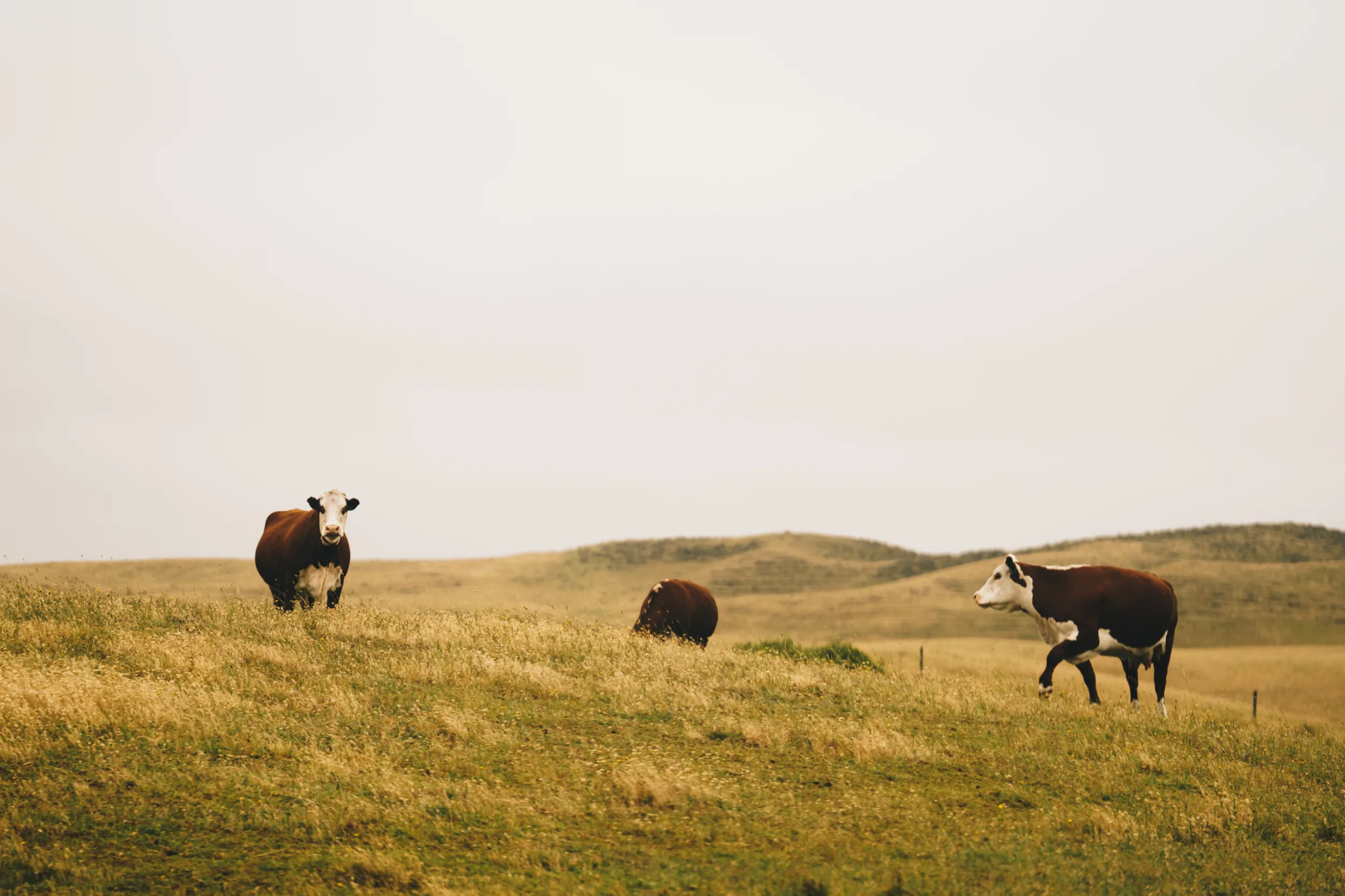 THUB King Island24 44