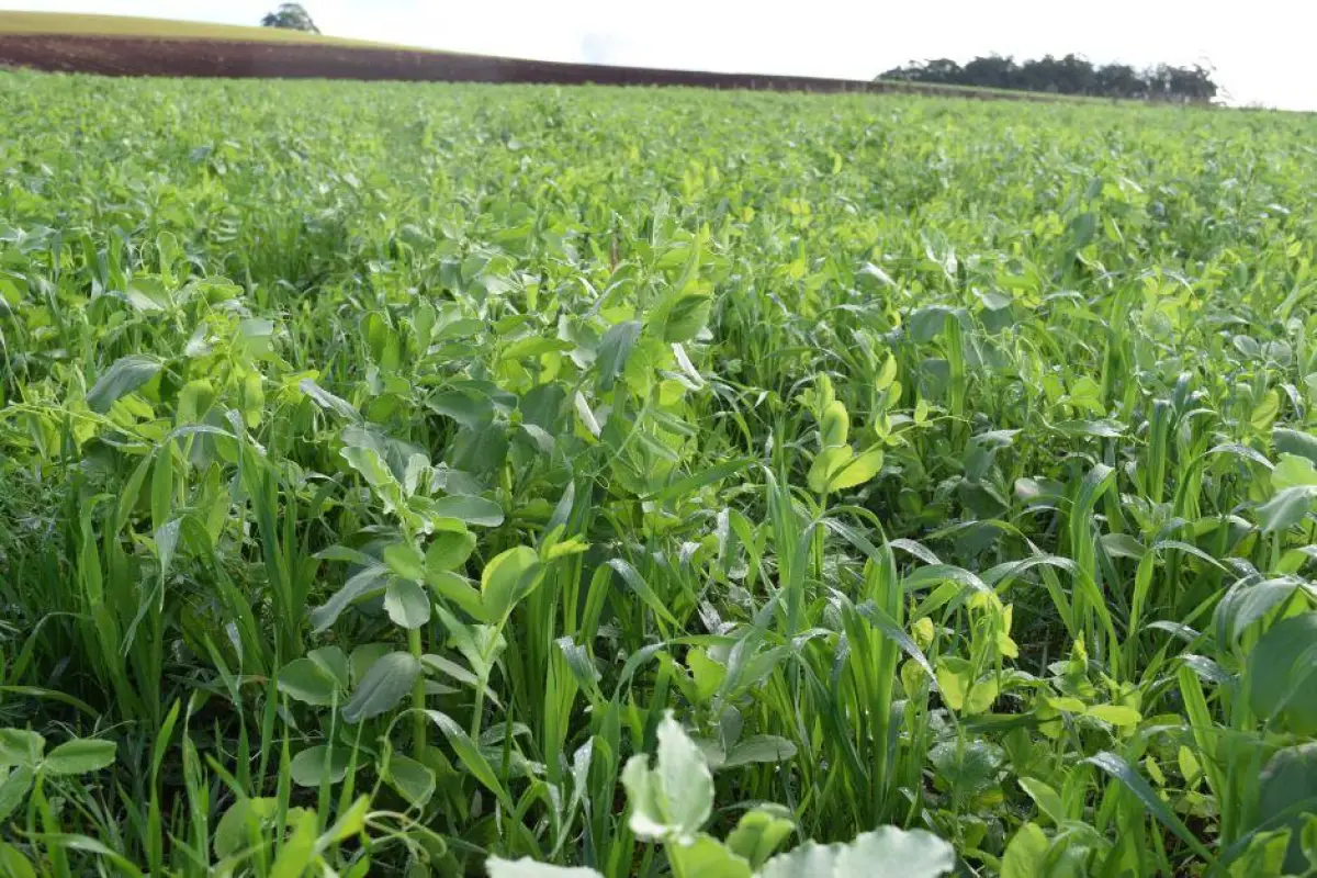 A diverse mix of species works well web