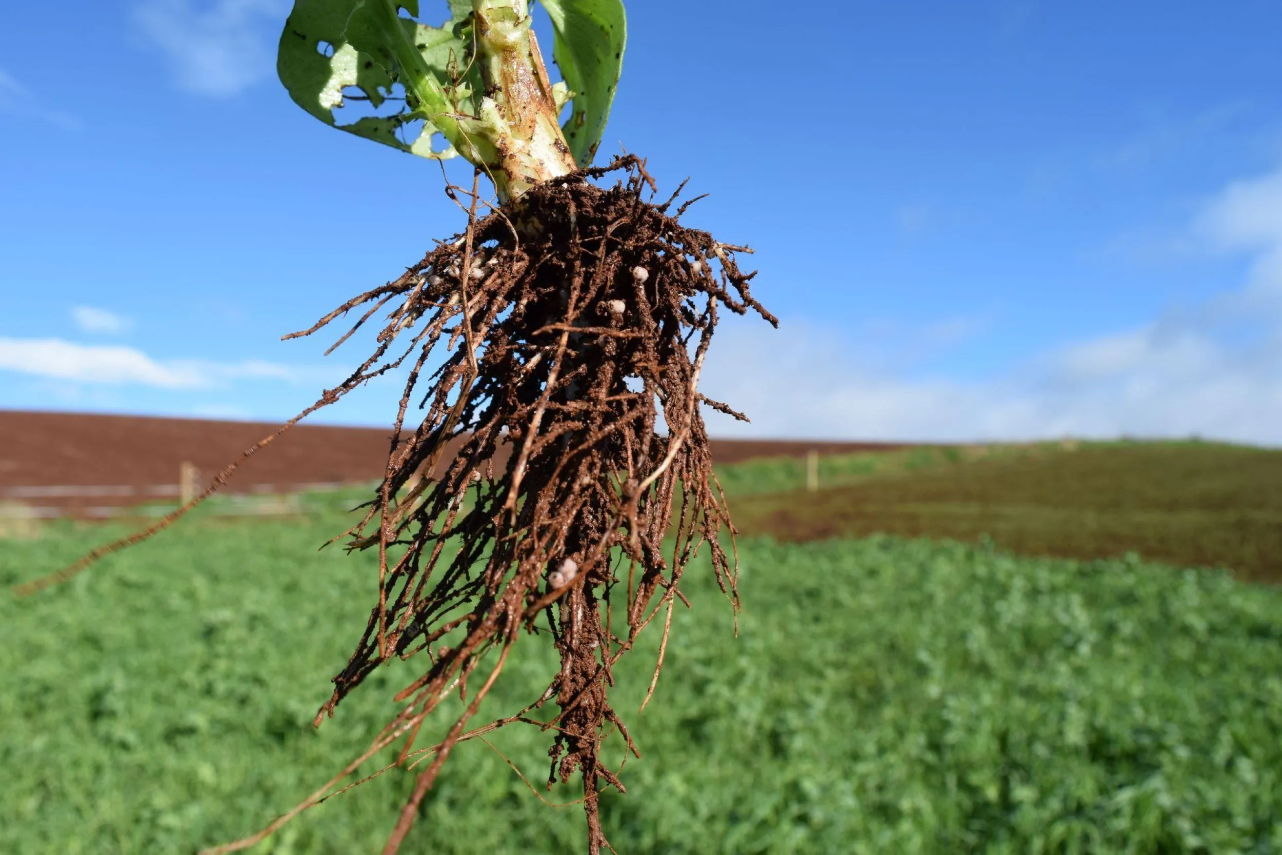 Legume with nitrogen fixing nodules web