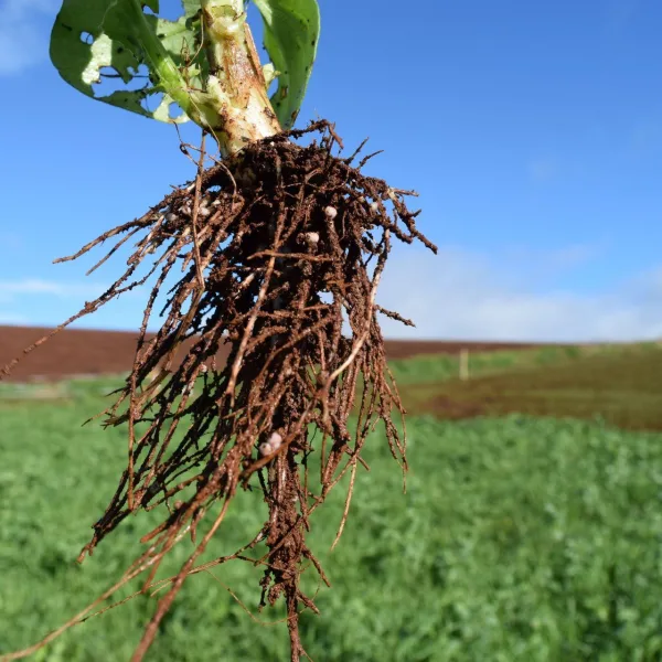 Legume with nitrogen fixing nodules web