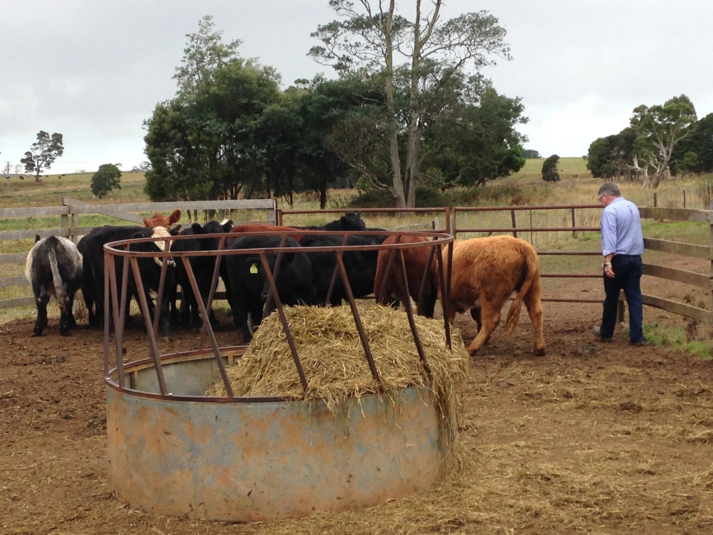 Cattle feeding photo scaled
