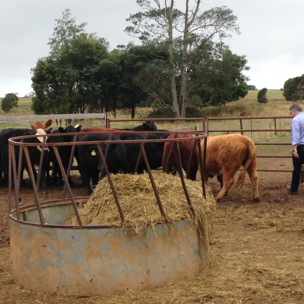 Cattle feeding photo scaled