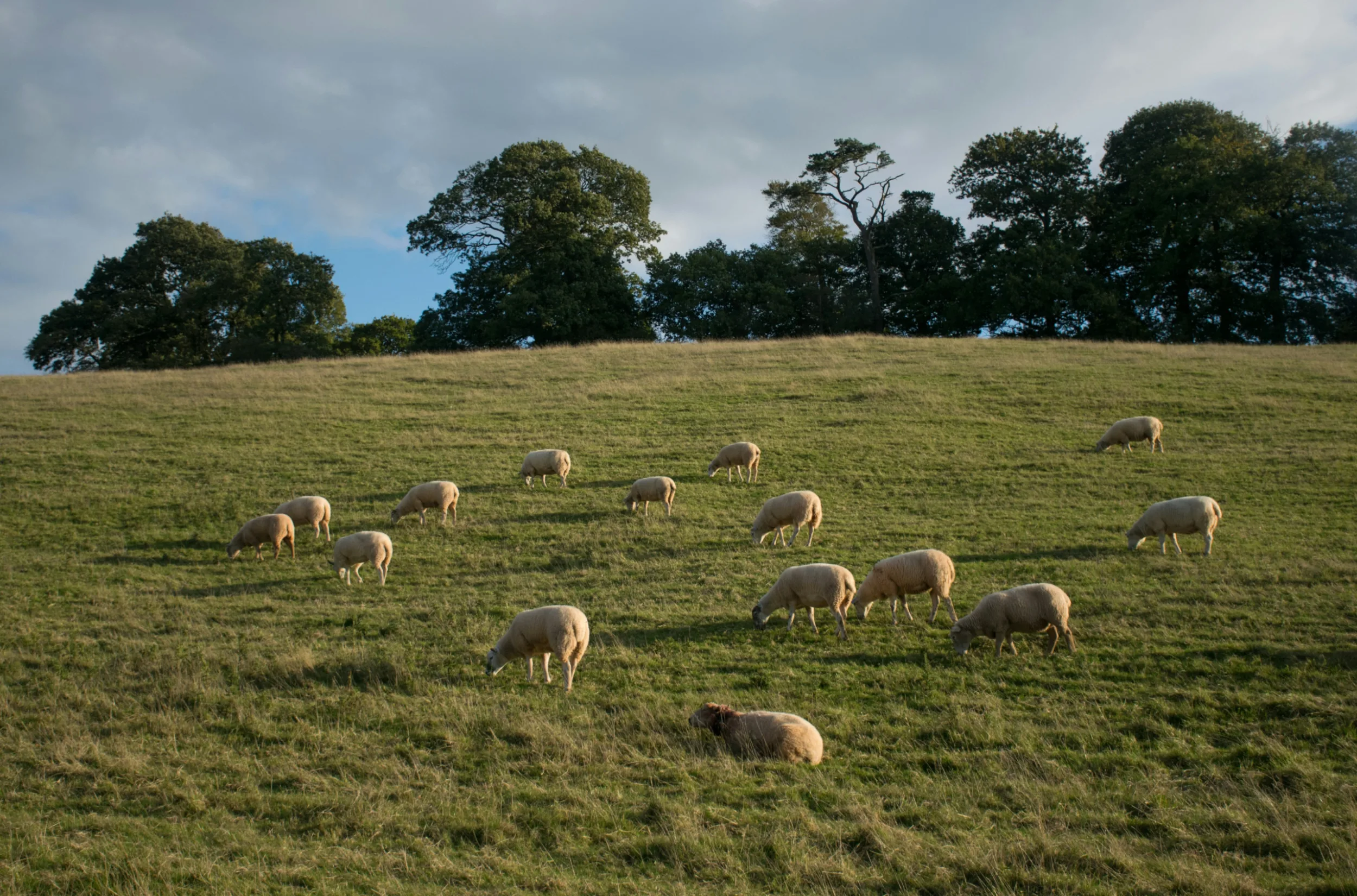 Photo by Veronica White